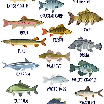 Kids Fish Species Biology Types Of Freshwater Fish Fishing | Sticker