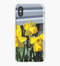 Daffodils iPhone Case/Skin