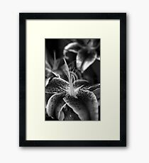 Lily Framed Print