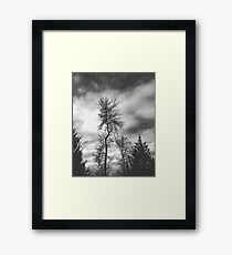 Nature Framed Print