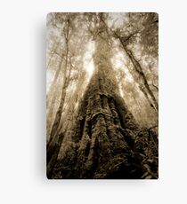Old Growth Mountain Ash Canvas Print