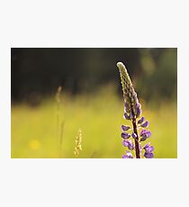 Lupin in the Light Photographic Print