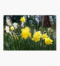 Spring.. Photographic Print