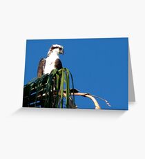 Osprey, Pandion haliaetus Greeting Card