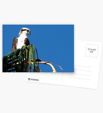 Osprey, Pandion haliaetus Postcards