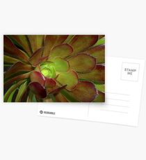 Succulent Postcards