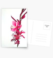 Pink Postcards