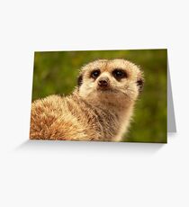 Meerkat Greeting Card