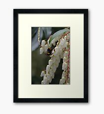A Bee On Pieris Framed Print