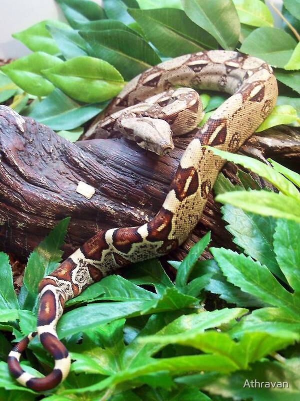 red tailed boa constrictor pet facts