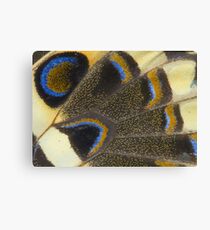 Swallowtail Canvas Print