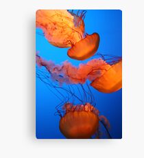 Glowing Jellies Canvas Print