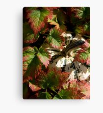 Astilbe Leaves & Gourd Canvas Print