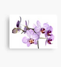 Orchid Light 6 Canvas Print