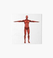 Human muscular system. Art Board