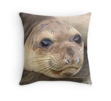 seal pup pillow