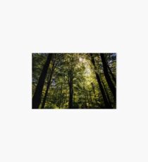 The Dark Woods Art Board