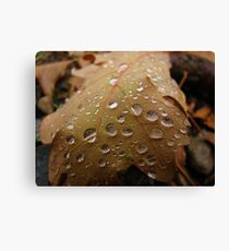 Leaf Drops Canvas Print
