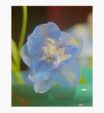 Floret Photographic Print