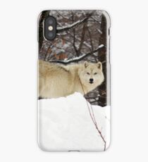 Arctic Wolf Pondering iPhone Case