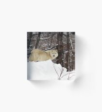 Arctic Wolf Pondering Acrylic Block