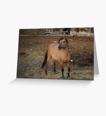 Horse Kiger 1 Greeting Card