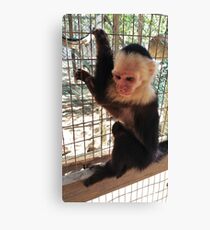Cute Monkey Canvas Print