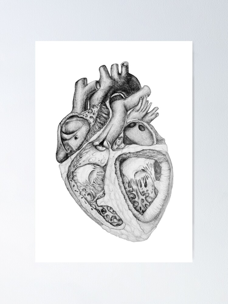 Realistic Heart Illustration With Valves Pencil Sketch Poster