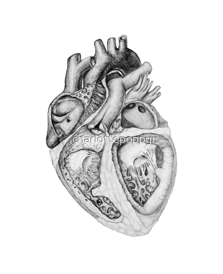 Realistic Heart Illustration With Valves Pencil Sketch Ipad