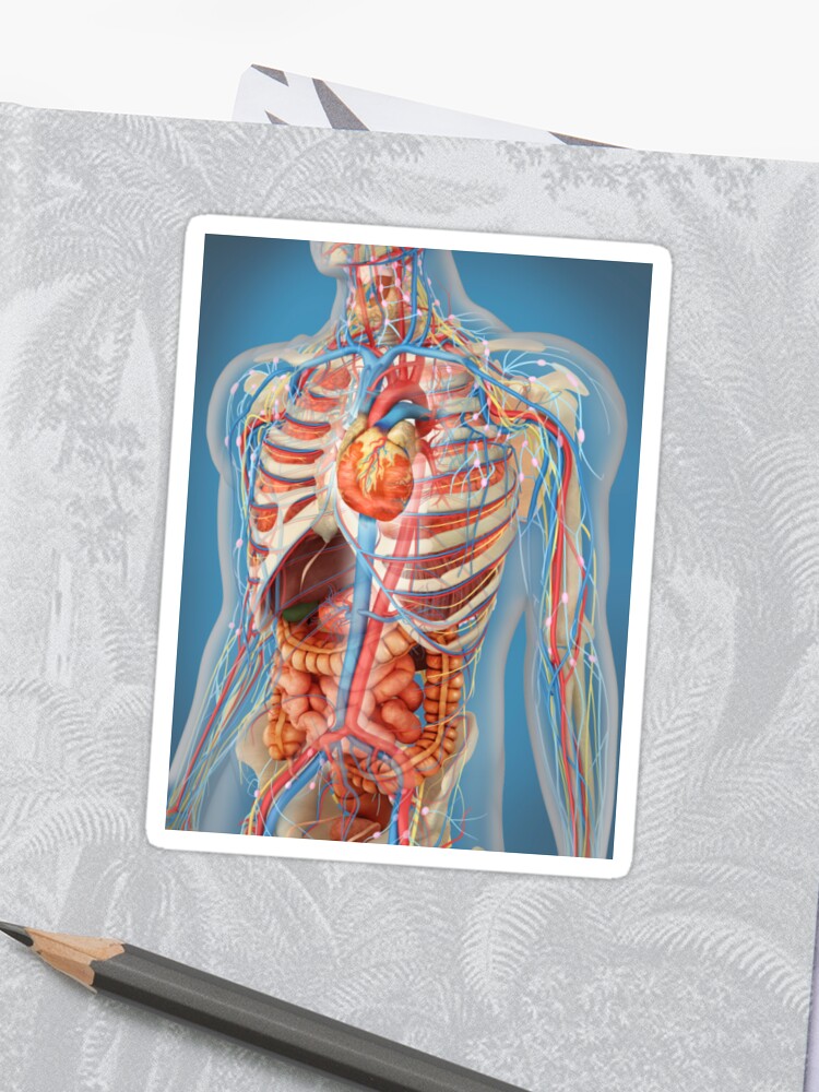 Human Body Showing Heart And Main Circulatory System Position