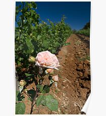 Vineyard Poster