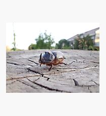 Large horned bug Photographic Print
