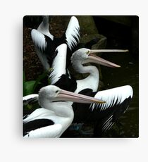 Pelicans Canvas Print