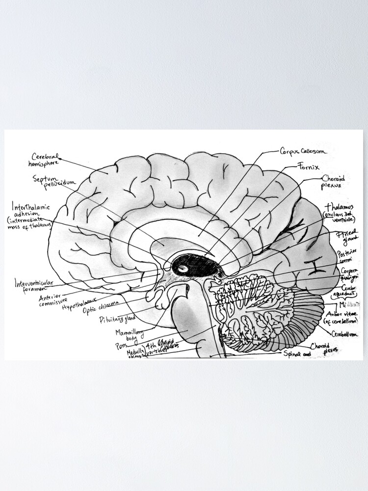 Midsagittal Brain Diagram Unlabeled - Diagram Media
