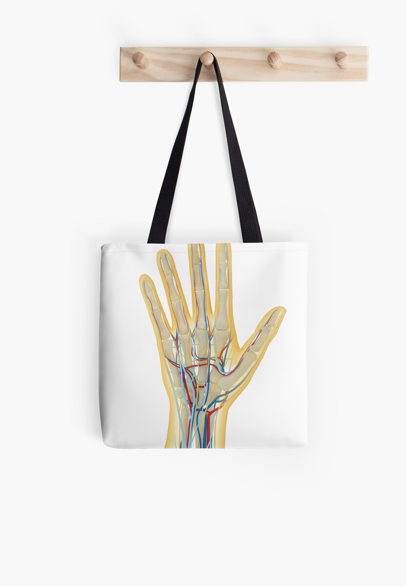  Human Hand With Nervous System Lymphatic System And Circulatory 