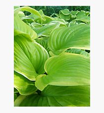 Vegetation Photographic Print