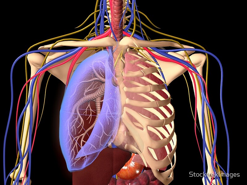 Rib Cage With Lungs Position Of Lungs In Rib Cage Stock Illustration