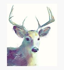 Whitetail No. 2 Photographic Print
