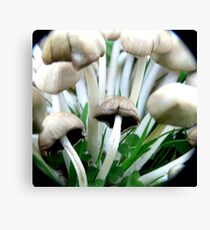 macro mushrooms Canvas Print