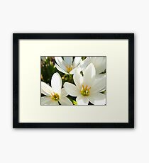 Flowers Framed Print
