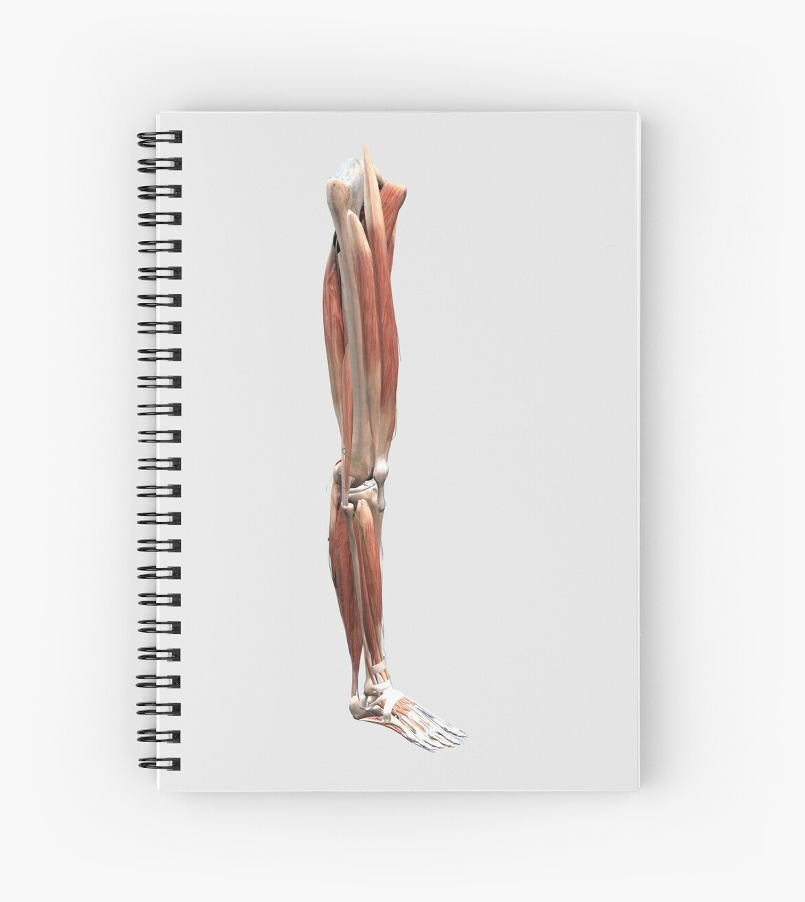 "Medical illustration of human leg muscles, bones and ...