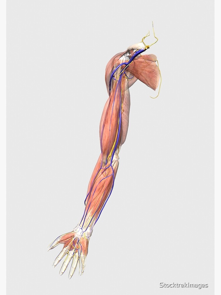 Anatomy Of The Human Arm Muscles - Anatomy Drawing Diagram