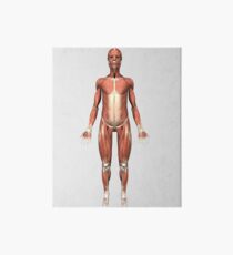 Front view of human muscular system. Art Board