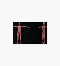 3D rendering of female muscular system. Art Board