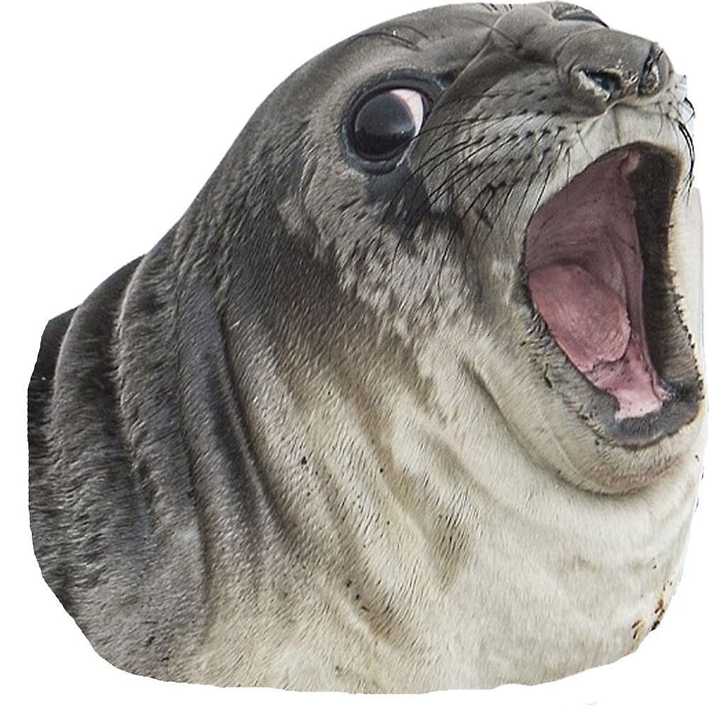 Тюлень смеется