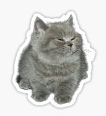 Little grey cat Sticker