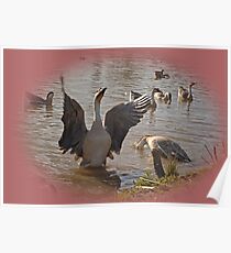 waterfowl Poster