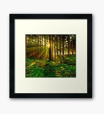 Lámina enmarcada Bosque Sunrise