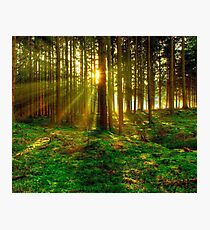 Forest Sunrise Photographic Print