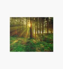 Forest Sunrise Art Board